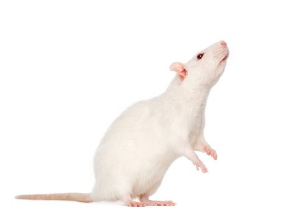 mice & Rat Extermination, Pest Control, 24/7 support