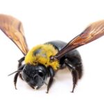 Carp Bee Extermination, Pest Control, 24/7 support