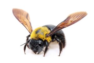 Carp Bee Extermination, Pest Control, 24/7 support