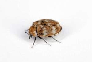 Carpet Beetle Extermination, Pest Control, 24/7 support