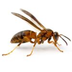 Hornet wasp