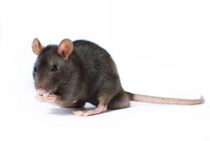 mice & Rat Extermination, Pest Control, 24/7 support