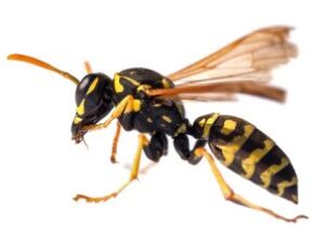 Wasps Extermination, Pest Control, 24/7 support