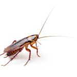 Roach Extermination, 24/7 Pest Control, AurketPro