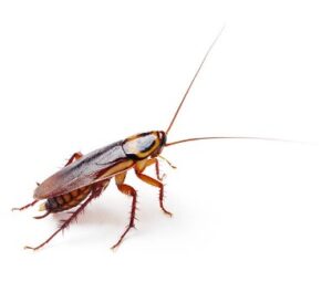 Roach Extermination, 24/7 Pest Control, AurketPro