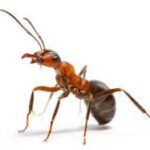 Fire Ant Extermination, 24/7 Pest Control, Pest Control Near Me