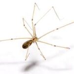 Spider Extermination, Pest Control, 24/7 Pest Control