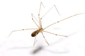 Spider Extermination, Pest Control, 24/7 Pest Control