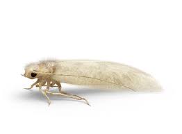 Clothing Moth Extermination, Pest control, 24/7 Support