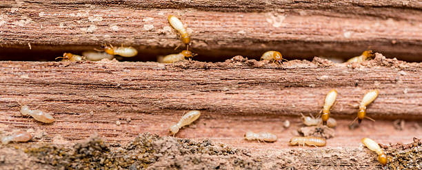 termites2