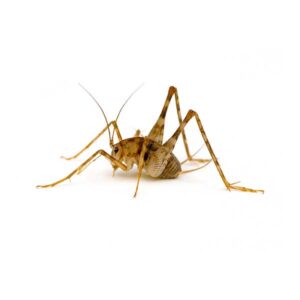 Camelback crickets, crickets, pest control