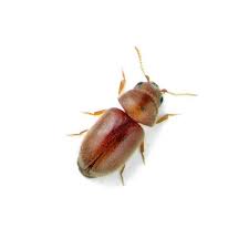 Cigarette Beetle Extermination, 24/7 Pest Control, Pest Control Near Me