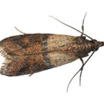 Indian Meal Moth Extermination, 24/7 Pest Control, Pest Control Near Me
