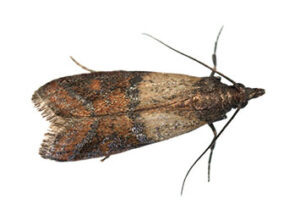 Indian Meal Moth Extermination, 24/7 Pest Control, Pest Control Near Me