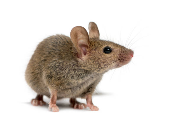 Mice & Rat Extermination, 24/7 Pest Control, Pest Control Near Me