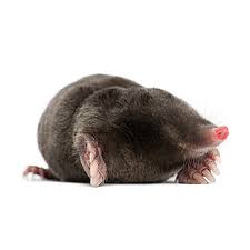 Mole/ Vole Control, 24/7 Pest Control, Pest Control Near Me