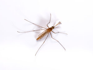 Mosquito Control, 24/7 Pest Control, Pest Control Near Me