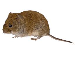 Mole/ Vole Control, 24/7 Pest Control, Pest Control Near Me