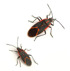 boxelderbugs