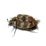 Carpet Beetle Extermination, Pest Control, 24/7 support