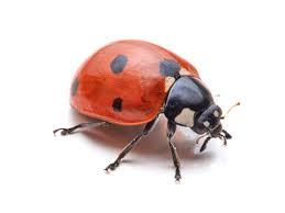 ladybug2