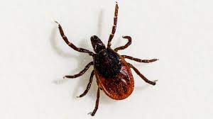 Tick Control, 24/7 Pest Control, Pest Control Near Me