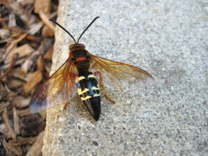 Cicada Killer Wasp