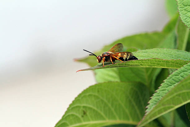 Wasps Extermination, Pest Control, 24/7 support