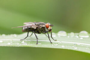 Cluster Flies