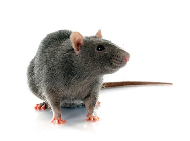mice & Rat Extermination, Pest Control, 24/7 support