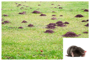 Mole/ Vole Control, 24/7 Pest Control, Pest Control Near Me