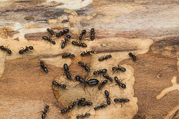 Ant Extermination, 24/7 Pest Control, Pest Control Near Me