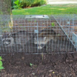 Two small American raccoons caught in a live trap in a homeowners back yard