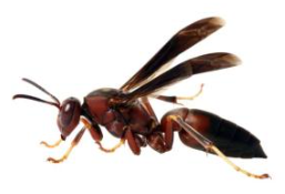Wasps